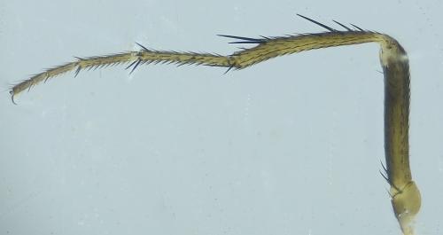 Leptocera nigra